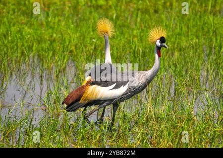 Une paire de grues couronnées grises ( Balearica regulorum) dans le parc national de Murchison Falls - Ouganda Banque D'Images