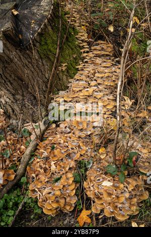 Champignon du miel (Armillaria mellea). Surrey, Royaume-Uni Banque D'Images