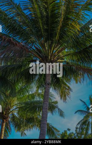 Une vue imprenable de grands palmiers silhouettés contre un ciel bleu clair, avec leurs frondes se balançant doucement dans la brise. La scène est sereine et tropi Banque D'Images