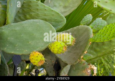 Vue rapprochée d'un cactus de barbarie ou d'un fruit de cactus Opuntia Banque D'Images
