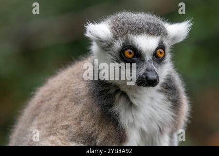 Un lémurien à queue annulaire regardant le Monkeyland Sanctuary dans la baie de Plettenberg, en Afrique du Sud Banque D'Images