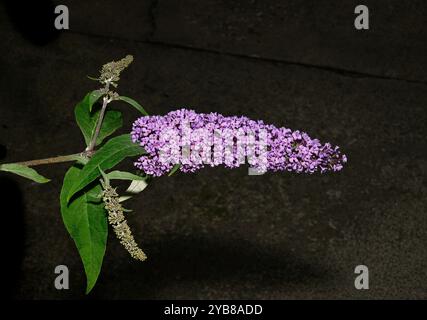 Inflorescence de buisson papillon avec deux pousses latérales en développement. Buddleja davidii, est originaire de Chine et du Japon. Bien focalisé avec un fond sombre. Banque D'Images