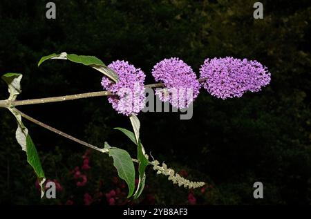 Trois sphères de fleurs sur une photo d'un buisson à papillons, Buddleja davidii, sur un fond sombre. Gros plan et bien ciblé et détaillé. Banque D'Images