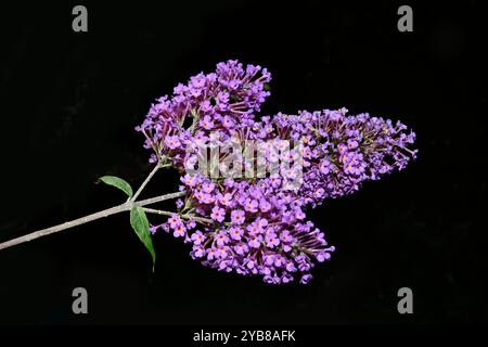 Trois bouquets de Butterfly Bush, Buddleja davidii, fleurs sur une seule tige. Bien focalisé et entièrement ouvert sur un fond sombre et discret. Banque D'Images