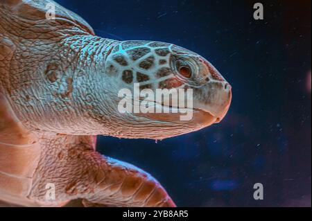 Photo de tortue de mer dans l'île des Galapagos. Tortue de mer verte nageant paisiblement le long du fond marin dans les eaux peu profondes juste à côté de la plage. Swimmin Banque D'Images