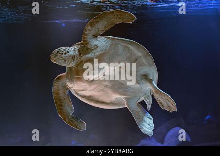 Photo de tortue de mer dans l'île des Galapagos. Tortue de mer verte nageant paisiblement le long du fond marin dans les eaux peu profondes juste à côté de la plage. Swimmin Banque D'Images