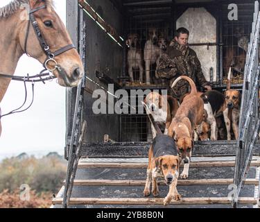 les foxhounds quittent leur camion pour aller à la chasse Banque D'Images