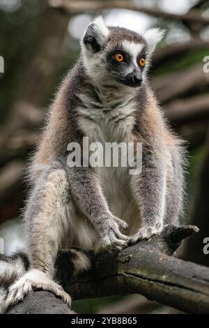 Un lémurien à queue annulaire perché sur une branche regardant le Monkeyland Sanctuary dans la baie de Plettenberg, en Afrique du Sud Banque D'Images