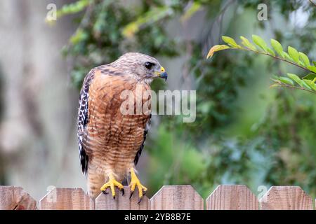Oiseau Hawk à épaules rouges perché dans le jardin et arpentant son territoire avec une attention constante. Banque D'Images