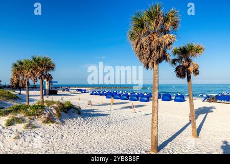 Palmiers sur sable blanc à Clearwater Beach, Floride Banque D'Images