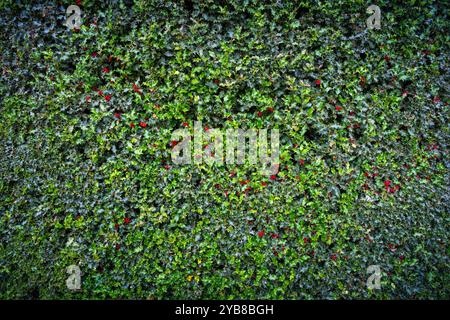 Mur végétal d'une grande plante de houx. Il est typique de Noël et son nom scientifique est Ilex aquifolium. C'est un fond de Noël parfait Banque D'Images