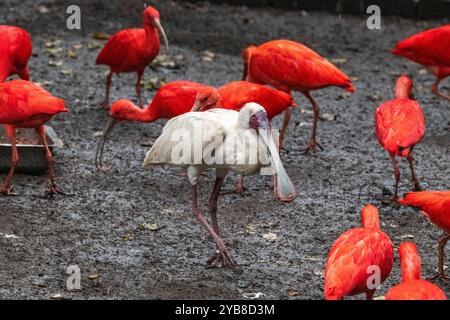 Un oiseau royal à bec de cuillère marchant dans une congrégation d'ibis rouges à l'intérieur du sanctuaire des oiseaux d'Eden dans la baie de Plettenberg, en Afrique du Sud Banque D'Images