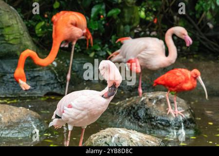 Une flamboyance de flamants roses se préparant dans un étang à l'intérieur du sanctuaire des oiseaux d'Eden dans la baie de Plettenberg, en Afrique du Sud Banque D'Images