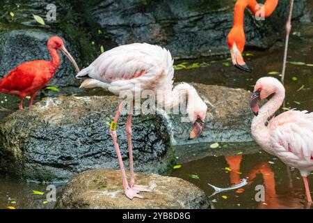 Une flamboyance de flamants roses se préparant dans un étang à l'intérieur du sanctuaire des oiseaux d'Eden dans la baie de Plettenberg, en Afrique du Sud Banque D'Images