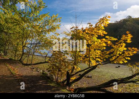 Réservoir Edgbaston à Birmingham en automne soleil qui est utilisé pour alimenter en eau le réseau de canaux Banque D'Images