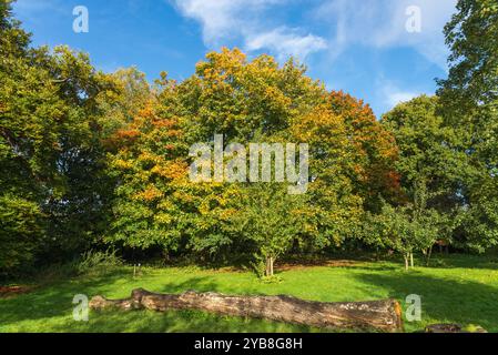 Réservoir Edgbaston à Birmingham en automne soleil qui est utilisé pour alimenter en eau le réseau de canaux Banque D'Images