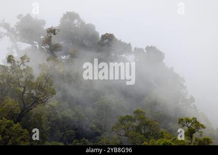 Arbres dans une canopée de forêt de nuages tropicaux, avec la brume qui passe à travers. San Gerardo de Dota, Costa Rica. Banque D'Images