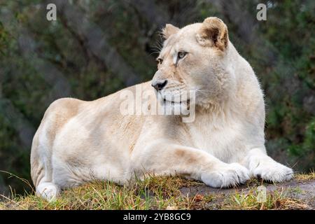 Un lion adulte femelle couché regardant au loin dans son enclos au sanctuaire Jukani Big Cats dans la baie de Plettenberg, en Afrique du Sud Banque D'Images