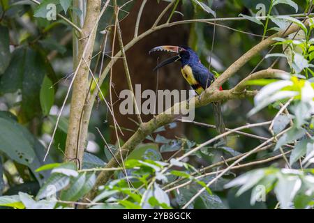 Aracari à collier ou Araçari à collier (Pteroglossus torquatus). Costa Rica Banque D'Images