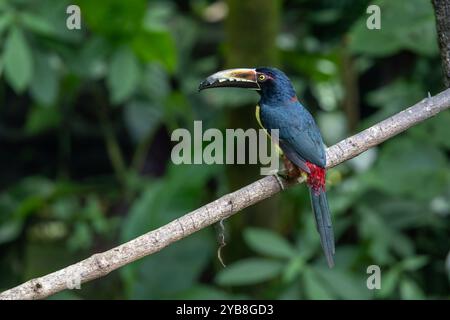 Aracari à collier ou Araçari à collier (Pteroglossus torquatus). Costa Rica Banque D'Images