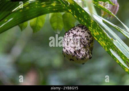 Un petit nid de guêpes en papier, attaché au dessous d'une feuille. Sarapiqui, espèce non identifiée. Sarapiqui, Costa Rica. Banque D'Images