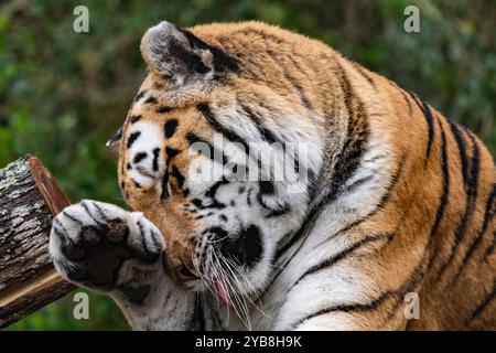 Un tigre du bengale léchant un nettoyage lui-même dans un enclos au sanctuaire Jukani Big Cats dans la baie de Plettenberg, en Afrique du Sud Banque D'Images