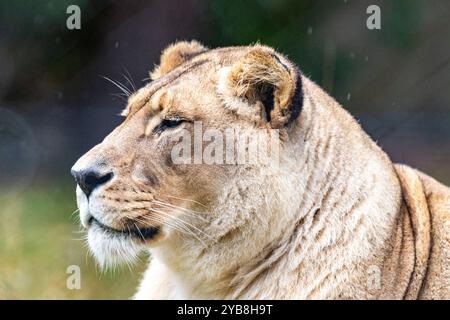 Un lion adulte femelle couché regardant au loin dans son enclos au sanctuaire Jukani Big Cats dans la baie de Plettenberg, en Afrique du Sud Banque D'Images