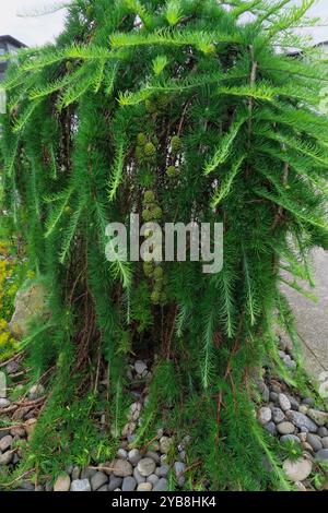 Pleuvoir Deodar Cedar Tree (Cedrus Deodara pendula). Banque D'Images