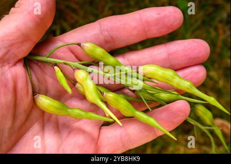 Un amas de gousses de graines de radis (Raphanus sativus) dans la paume d'une main à la fin de l'été. Banque D'Images