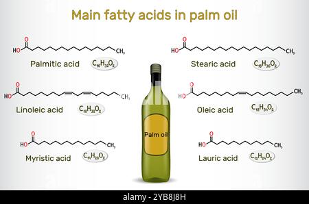 Principaux acides gras dans l'huile de palme. Palmitique, stéarique, oléique, linoléique, myristique, molécule d'acides lauriques. Illustration vectorielle Illustration de Vecteur
