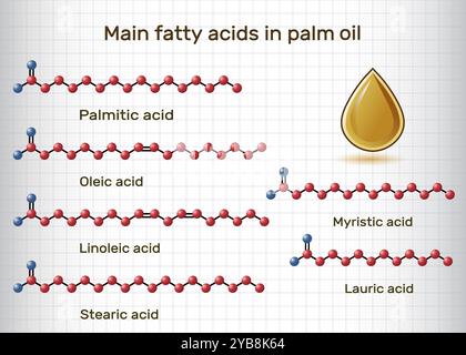 Principaux acides gras dans l'huile de palme. Palmitique, stéarique, oléique, linoléique, myristique, molécule d'acides lauriques. Feuille de papier dans une cage. Illustration vectorielle Illustration de Vecteur