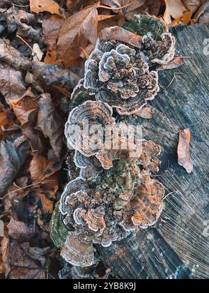 Champignons polypores bruns ou Trametes versicolor ou ou queue de dinde sur souche d'arbre, feuilles d'érable brunes, vue de dessus Banque D'Images