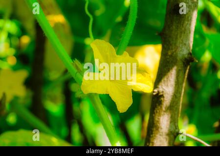 Fleurs de concombre. Banque D'Images