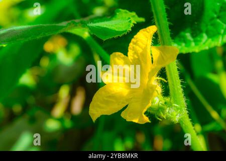 Fleurs de concombre. Banque D'Images