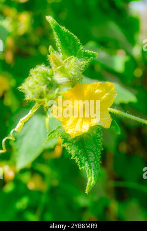 Fleurs de concombre. Banque D'Images