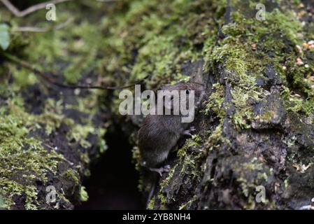 Bank vole (Myodes glareolus) Climbing Up a Bank in Right-Profile, prise dans Woodland dans le Staffordshire, Royaume-Uni en septembre Banque D'Images