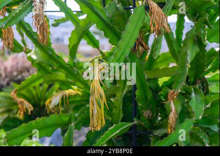 Dans un jardin animé, de fines tiges de cactus vertes sont ornées de fleurs en herbe, laissant entendre leur transformation colorée sous le soleil de l'après-midi. Banque D'Images