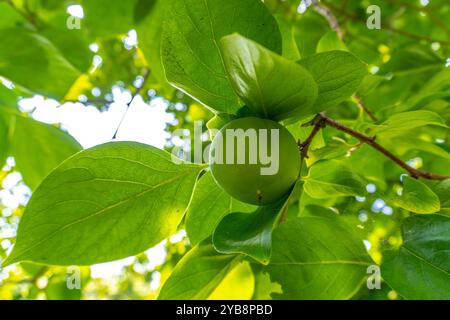 Diospyros date Banque D'Images