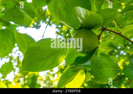 Diospyros date Banque D'Images