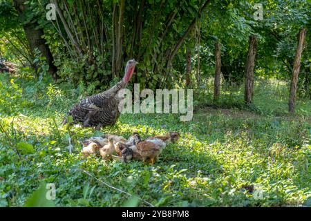 Animaux de dinde sur Meadow. Scène rurale. Banque D'Images