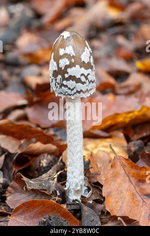 Champignon Magpie encrier (Coprinopsis picacea) poussant dans les bois de hêtres pendant l'automne, Angleterre, Royaume-Uni Banque D'Images