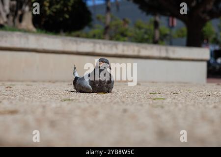 Pigeon de rue avec tumeur à côté des bains de soleil d'oeil dans un parc public à Alicante, Espagne Banque D'Images