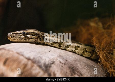 Un petit serpent reposant sa tête sur une bûche dans son enclos au Lawnwood Snake Sanctuary dans la baie de Plettenberg, Afrique du Sud Banque D'Images