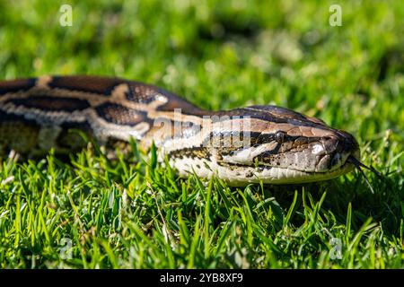 Un python se déplaçant / glissant le long d'un terrain d'herbe au Lawnwood Snake Sanctuary dans la baie de Plettenberg, Afrique du Sud Banque D'Images
