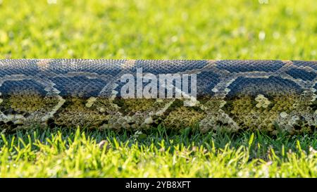Un python se déplaçant / glissant le long d'un terrain d'herbe au Lawnwood Snake Sanctuary dans la baie de Plettenberg, Afrique du Sud Banque D'Images