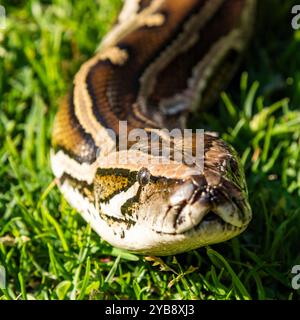 Un python se déplaçant / glissant le long d'un terrain d'herbe au Lawnwood Snake Sanctuary dans la baie de Plettenberg, Afrique du Sud Banque D'Images