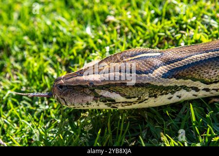 Un python se déplaçant / glissant le long d'un terrain d'herbe au Lawnwood Snake Sanctuary dans la baie de Plettenberg, Afrique du Sud Banque D'Images