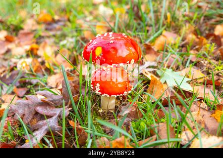 Mouchez les champignons agariques, Amanita muscaria en automne Banque D'Images