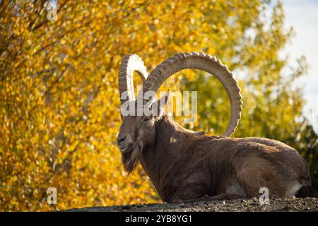 Bouillon sibérien mâle Capra sibirica avec ses grandes cornes sur fond de couleur d'automne Banque D'Images