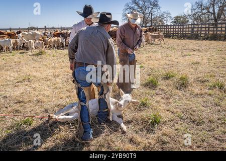 Yoakum, Texas, États-Unis. 15 mars 2022. Des cow-boys travaillant avec des veaux au printemps dans un ranch du Texas. Banque D'Images